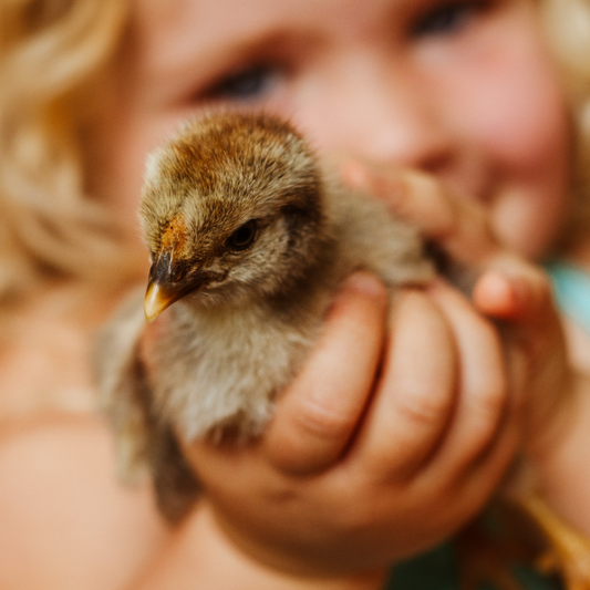 Kids Farming Workshop - Gallery Image 3