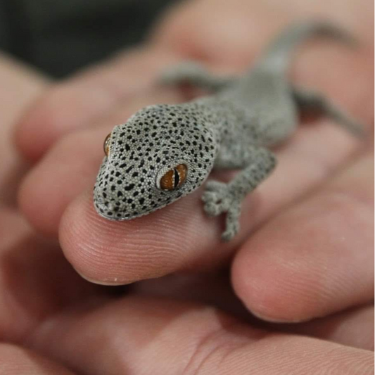 Reptilian Birthday Party Adventure - Gallery Image 2