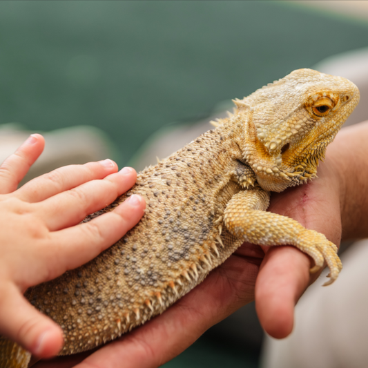 Reptilian Birthday Party Adventure - Gallery Image 3