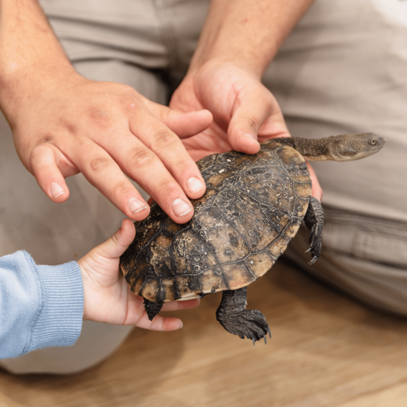 Reptilian Birthday Party Adventure - Gallery Image 1