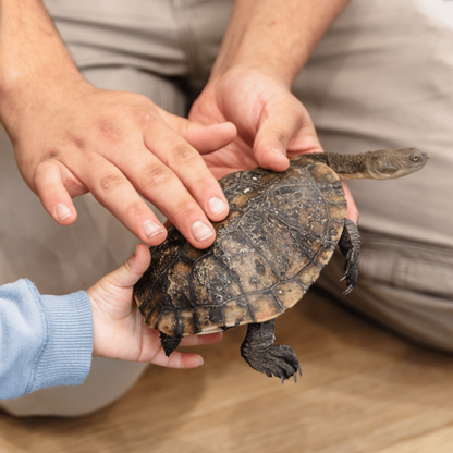Reptilian Birthday Party Adventure - Gallery Image 1